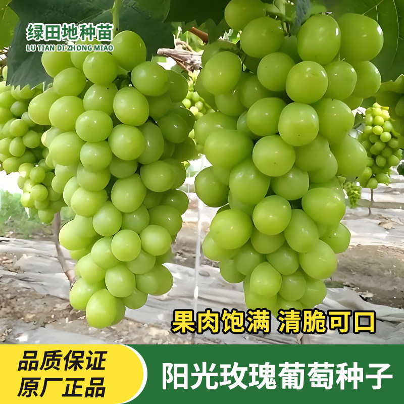 阳光玫瑰葡萄种子水果种子