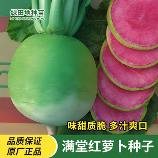 西瓜萝卜种子心里美满堂红水果萝卜种籽青皮红心四季播种蔬菜种子