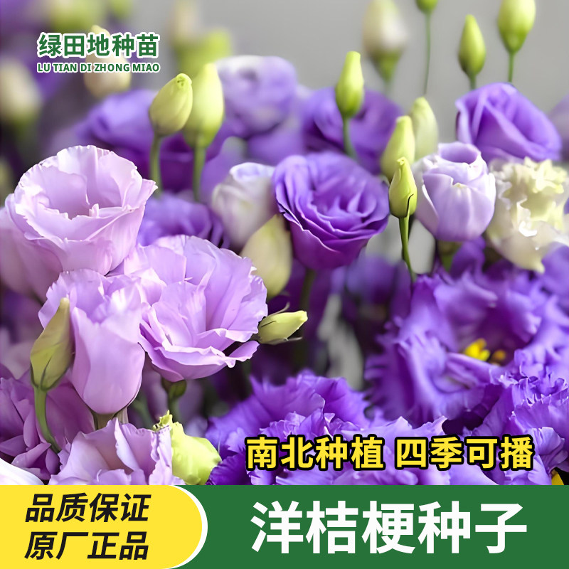 洋桔梗花种子花卉种子