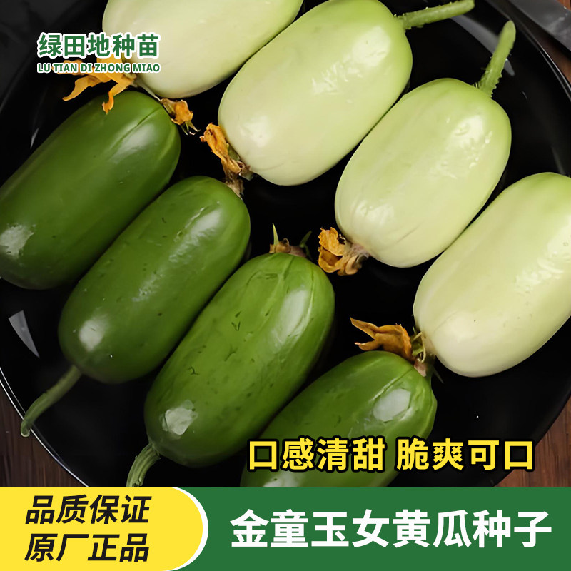 金童玉女黄瓜种子水果黄瓜阳台盆栽庭院蔬菜种子春季四季水果种子
