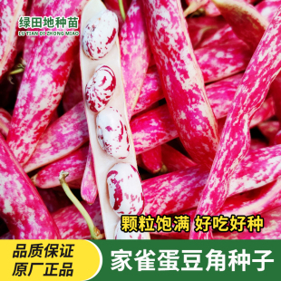 奶香花家雀蛋豆种子云南花生豆子油豆角种子架豆鼓豆花豆豆角种子