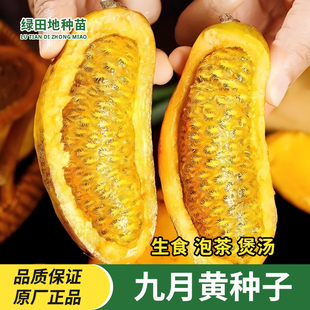 九月黄种子野生八月瓜种子当年新种子庭院爬藤植物食用型水果种子