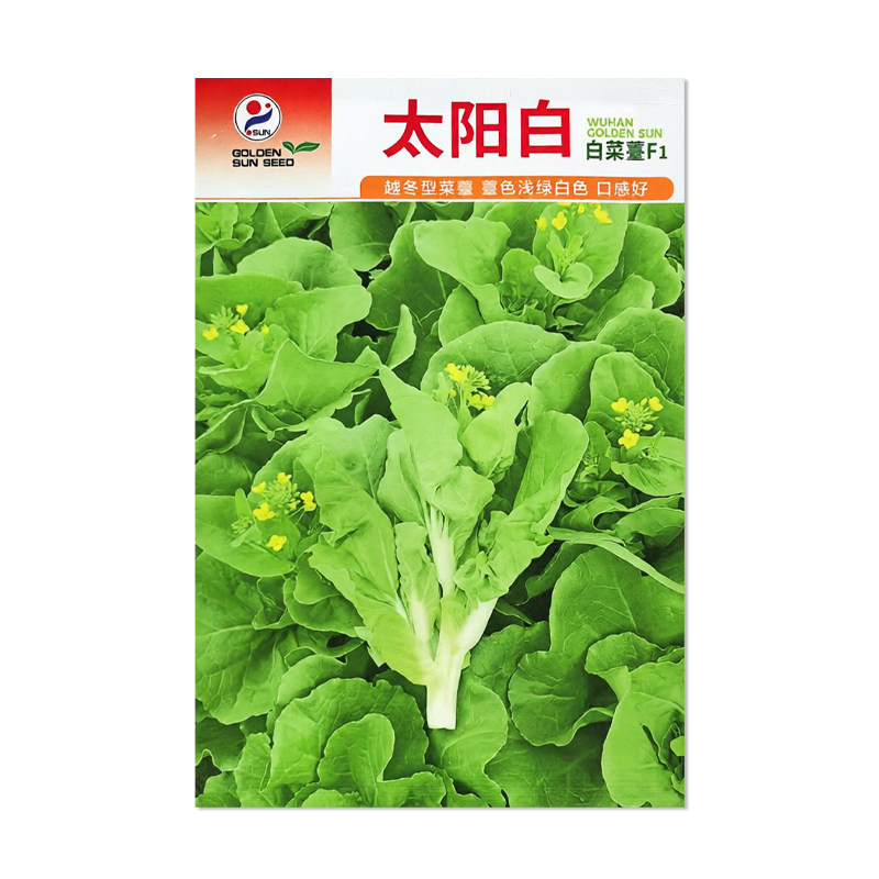 金阳红太阳白白菜苔种子