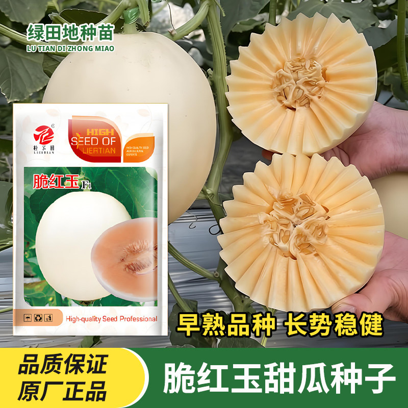 脆红玉甜瓜种子大果香瓜种子