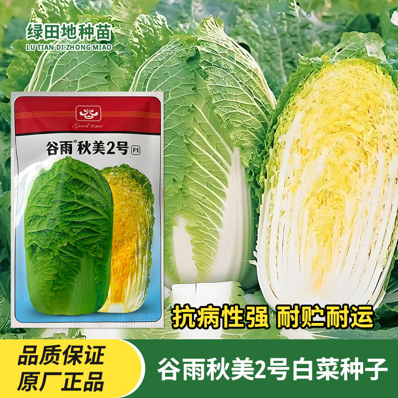 谷雨秋美2号白菜种子蔬菜种子