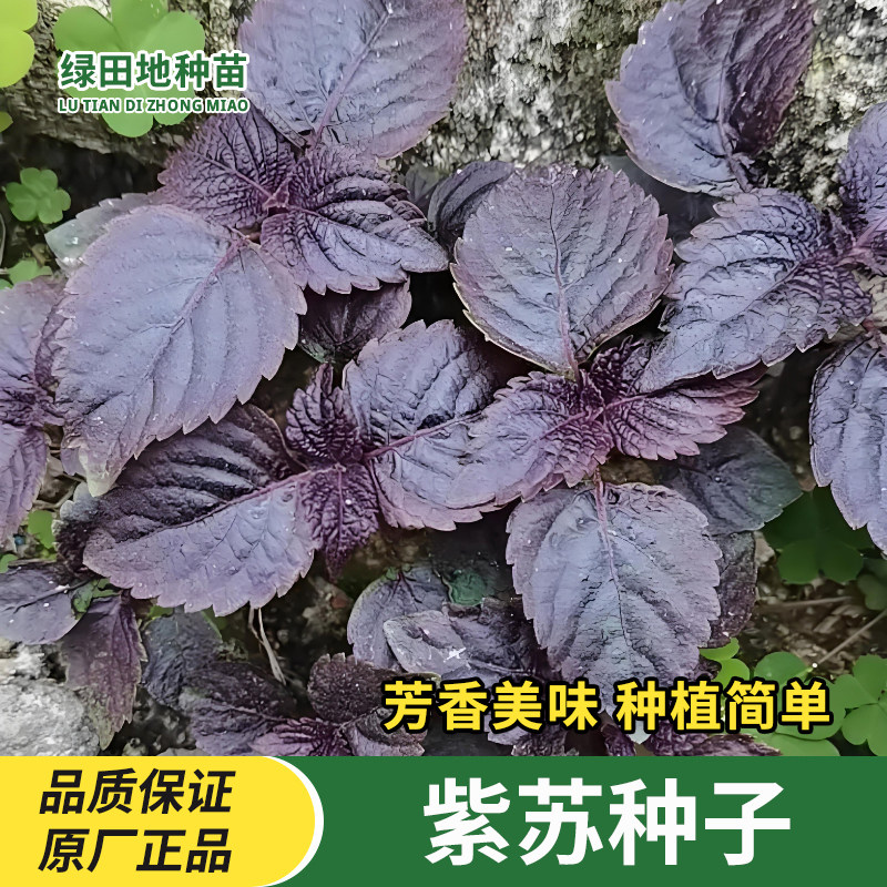紫苏种子可食用蔬菜种子