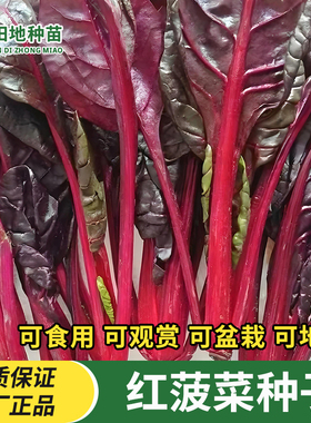 红色菠菜种子紫色波菜种籽菜园阳台盆栽地栽易生长大叶菠菜种子籽