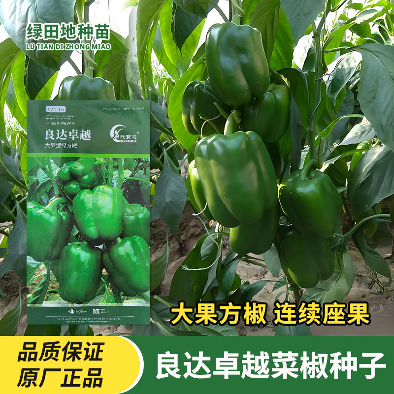 良达卓越菜椒种子辣椒种子