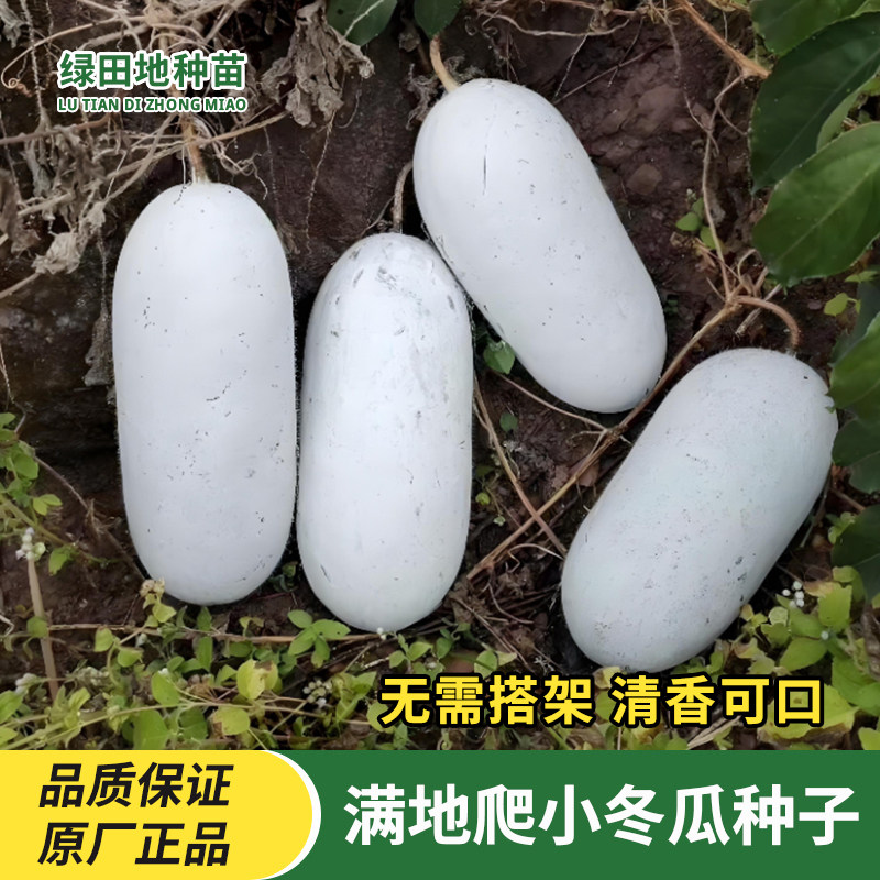 满地爬小冬瓜种子迷你小冬瓜