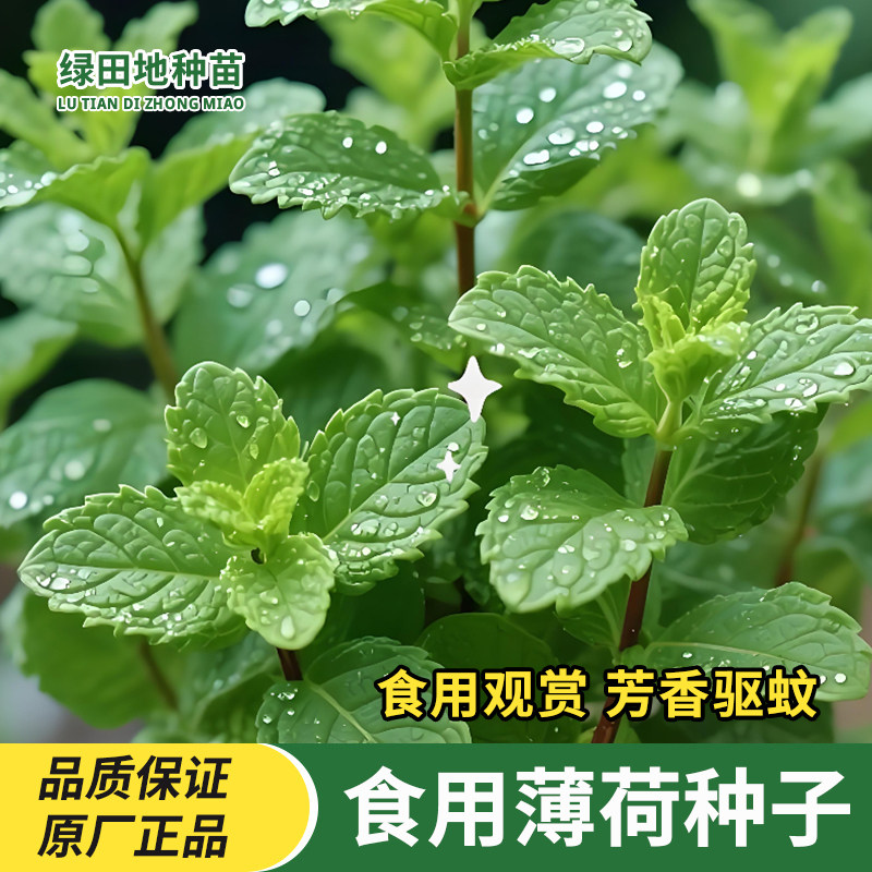 可食用薄荷种子花草种籽