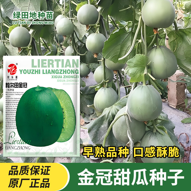 粒尔田金冠甜瓜种子水果种籽