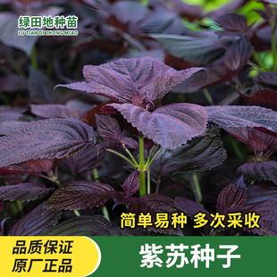 紫苏种子大叶紫苏食用生苏籽粒烧烤易种阳台盆栽家庭四季蔬菜种子