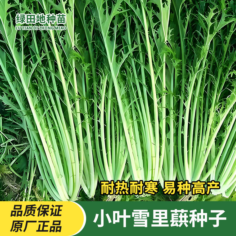 小叶雪里蕻种子耐热耐寒