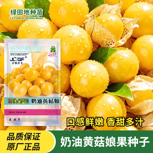 东北姑娘果种子黄菇娘种籽灯笼果籽盆栽春季四季农家野果水果种孑