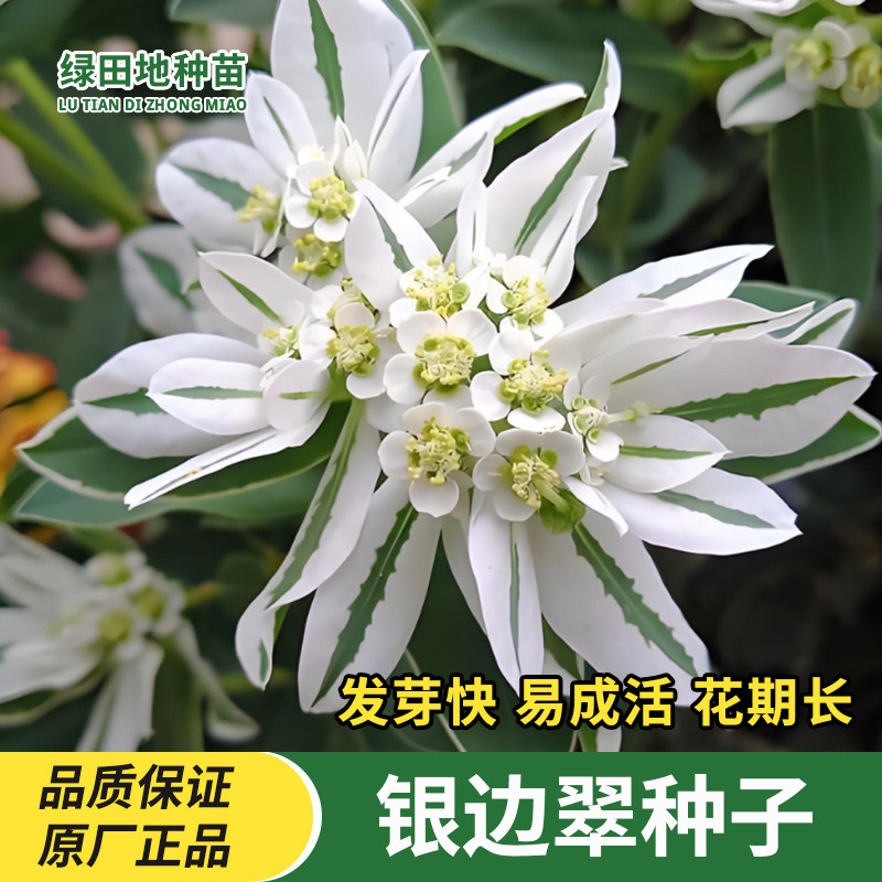 银边翠种子高山积雪耐热耐旱花草种子花坛花境盆栽花海草花卉种子