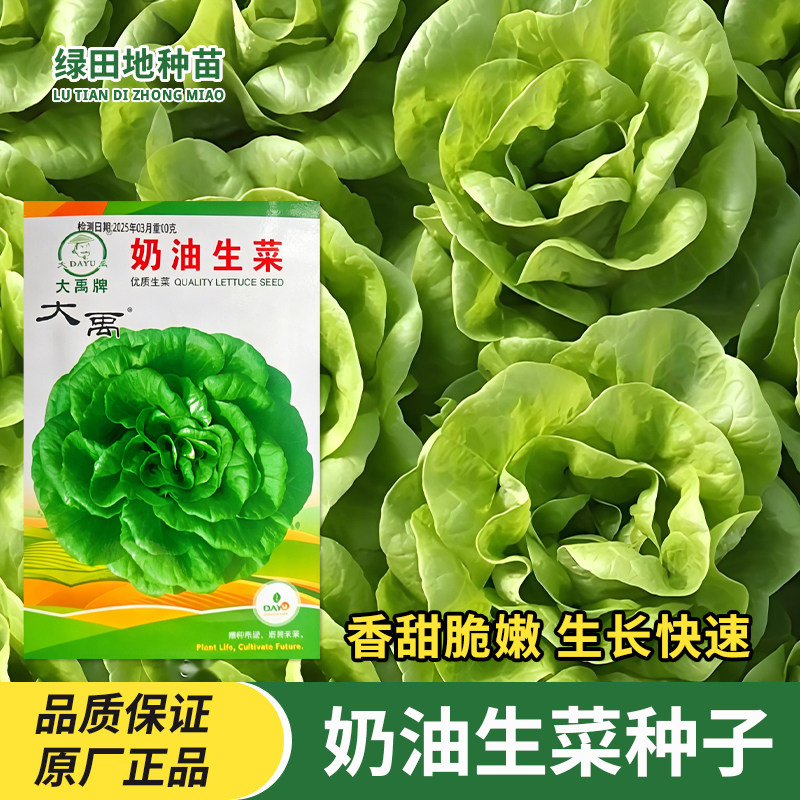 奶油生菜种子蔬菜种籽