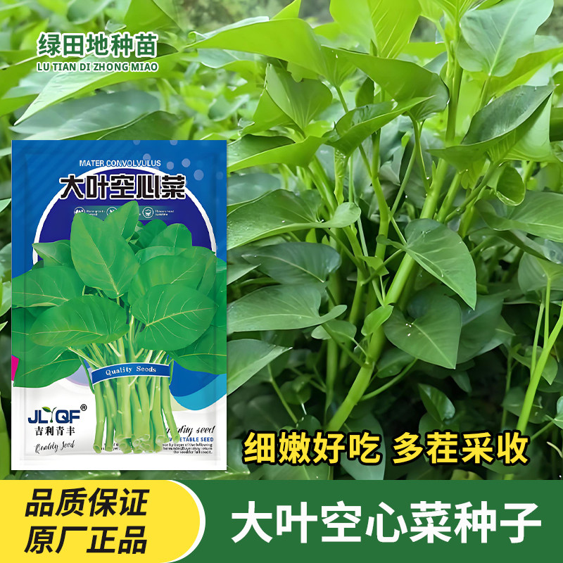 大叶空心菜种子柳叶空心菜春季夏季秋季阳台盆栽农家四季蔬菜种子