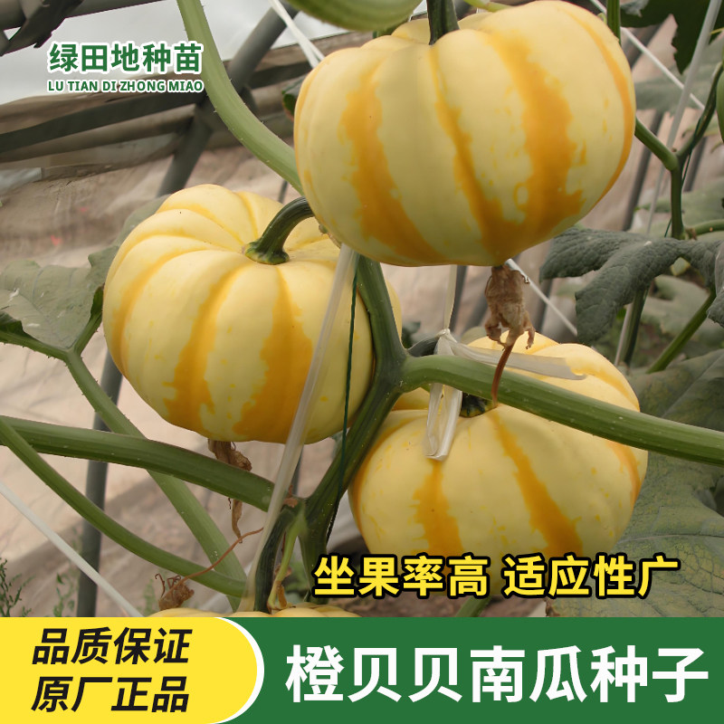 橙贝贝南瓜种子黄贝贝