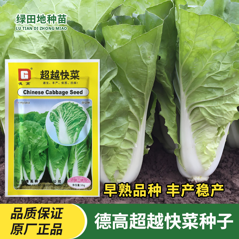 德高超越快菜种子苗菜小白菜
