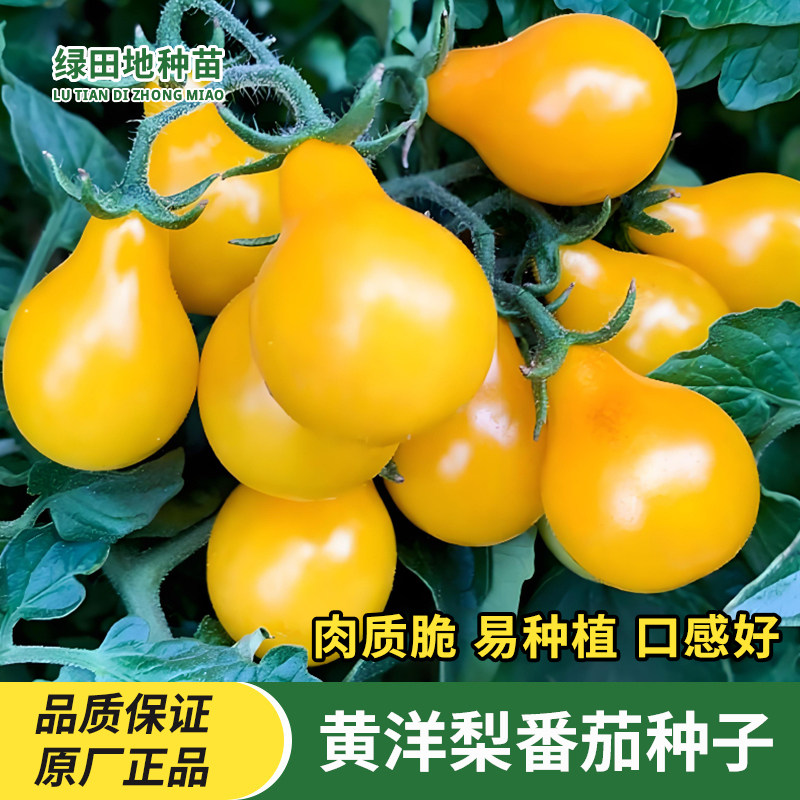 黄洋梨水果番茄种子圣女果