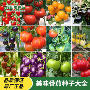 美味番茄种子大全红色樱桃圣女果西红柿盆栽地栽四季蔬菜水果种子
