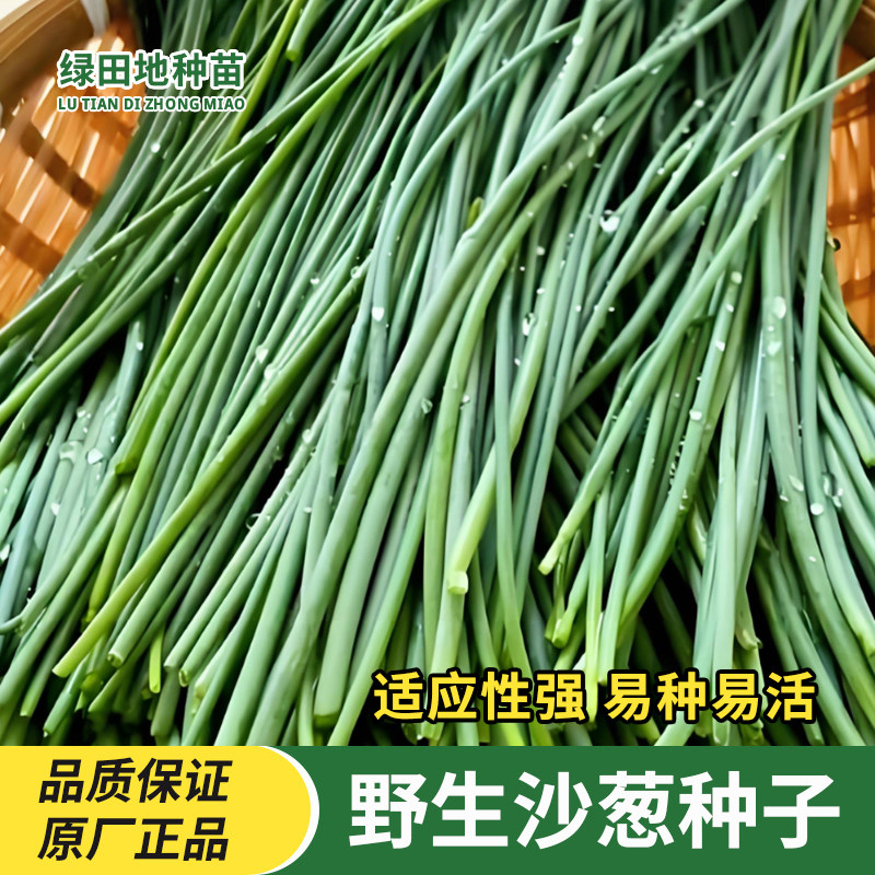 野生沙葱种子耐旱耐寒