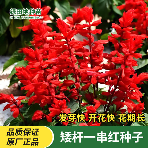 矮一串红种子鲜花花卉种子