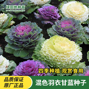 混色羽衣甘蓝种子羽叶甘蓝种子阳台盆栽大田四季可播耐寒蔬菜种子