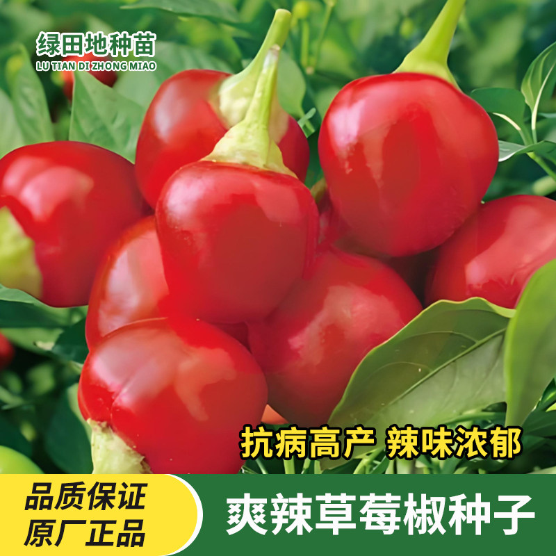 草莓椒种子樱桃红泡椒子