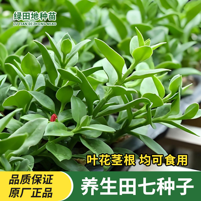 菜用田七种子四季蔬菜种子