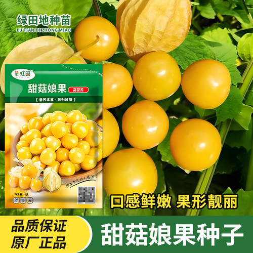 甜菇娘果种子灯笼果种子