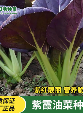 紫霞油菜种子紫色青菜紫上海青蔬菜阳台盆栽种植新手易种蔬菜种子