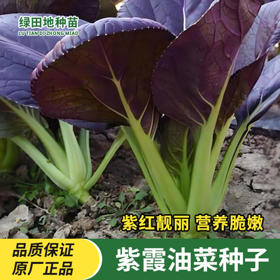 紫霞油菜种子易种蔬菜种子