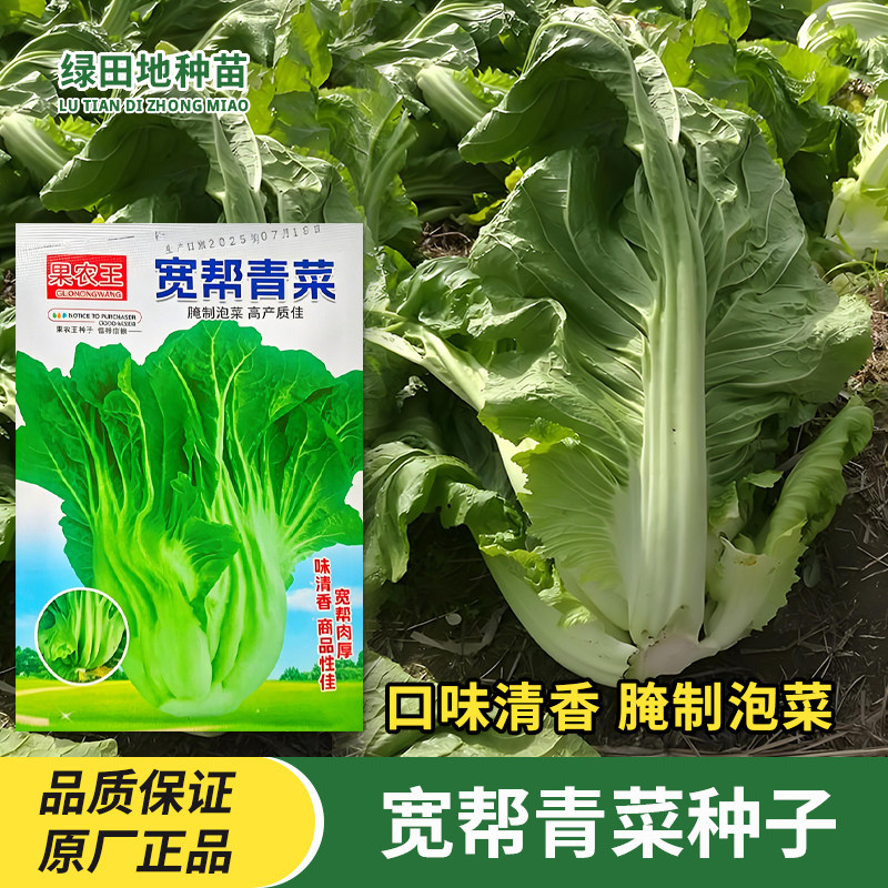 宽帮青菜种子包心青菜