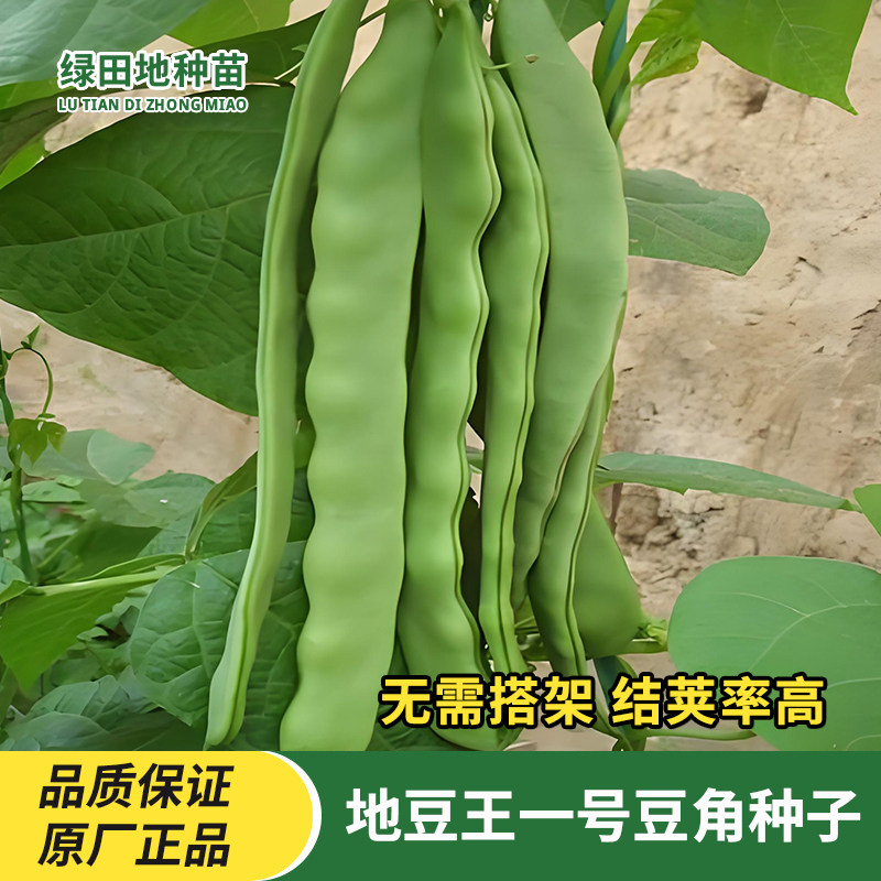 地豆王一号豆角种子无架四季豆早熟抗病宽荚白不老庭院蔬菜种子籽