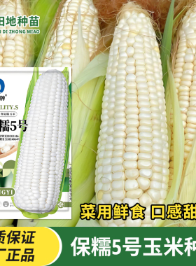 保糯5号玉米种子菜用型鲜食粘糯白色大棒杂交大田苞米苞谷玉米孑