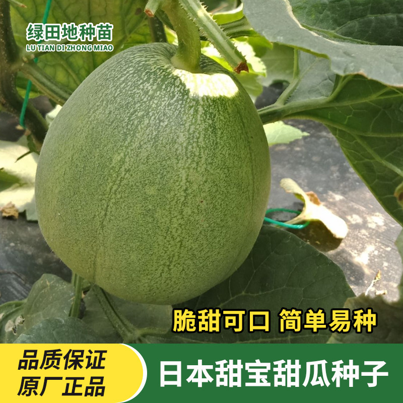 芝麻蜜香瓜种子甜瓜水果
