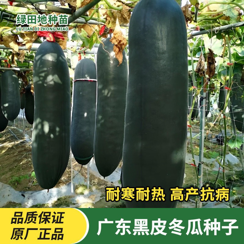 广东黑皮冬瓜种子蔬菜种子