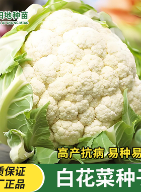 白花菜种子白色花椰菜籽易生长耐寒高产大田盆栽田园庭院蔬菜种子