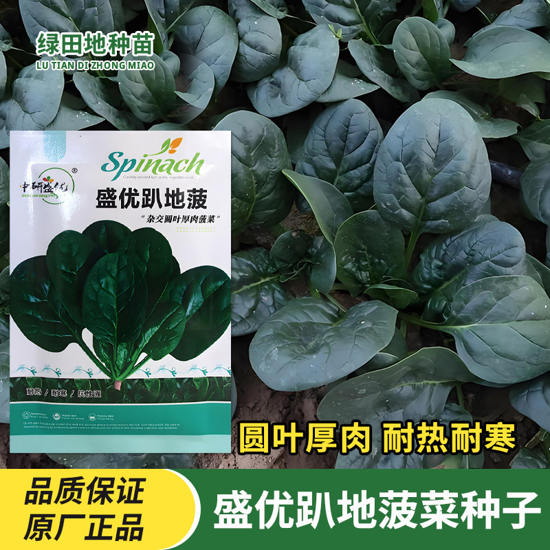 中研盛优趴地菠菜种子蔬菜种籽