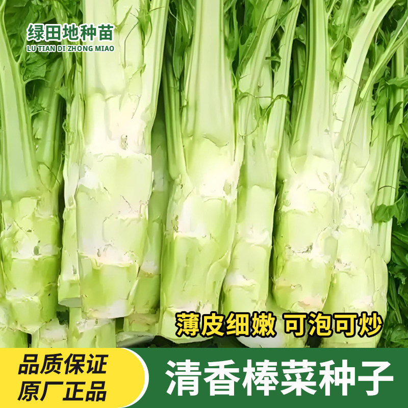 棒菜种子大棒菜种子四川特产
