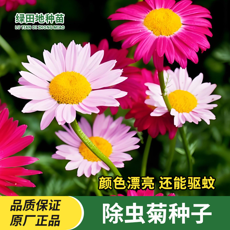 除虫菊种子驱蚊草驱虫菊