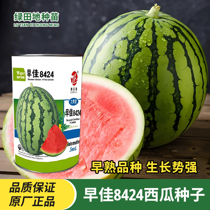 粒尔田早佳8424西瓜种子