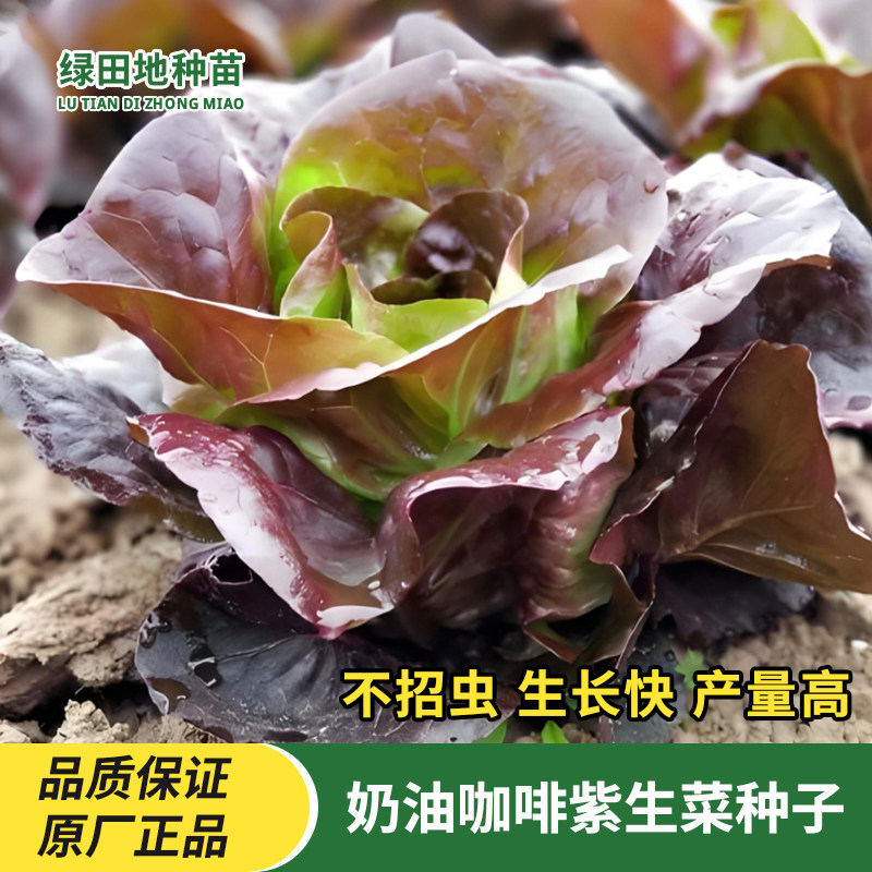奶油咖啡紫生菜种子蔬菜种子