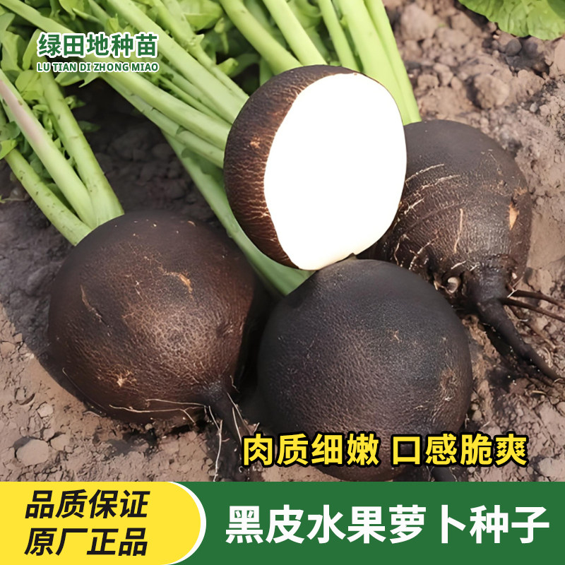 黑皮水果萝卜种子盆栽小院种植
