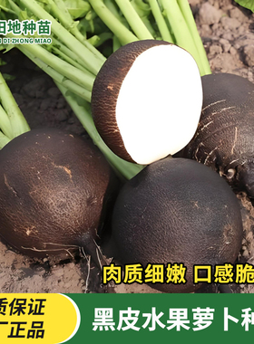黑皮水果萝卜种子黑色萝卜种籽春秋四季蔬菜种子阳台盆栽小院种植