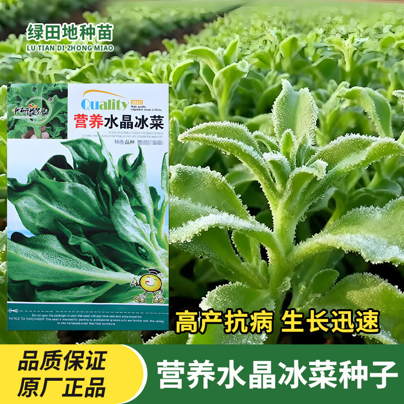 盛优营养水晶冰菜种子