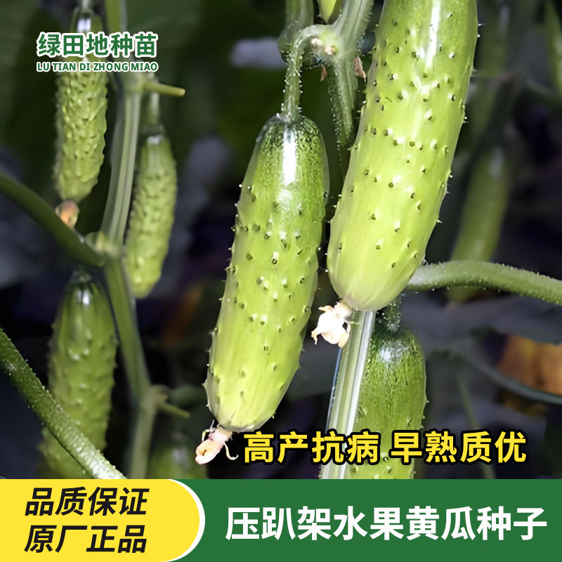 压趴架水果黄瓜种子爬满地高产压爬架四季盆栽春秋黄瓜种籽蔬菜籽