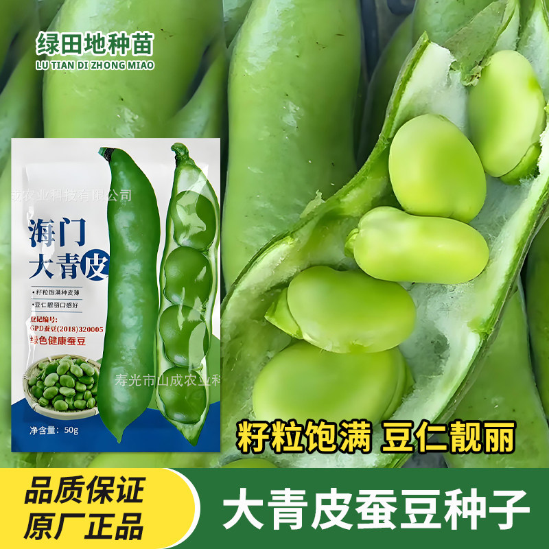 海门大青皮蚕豆种子蔬菜种子