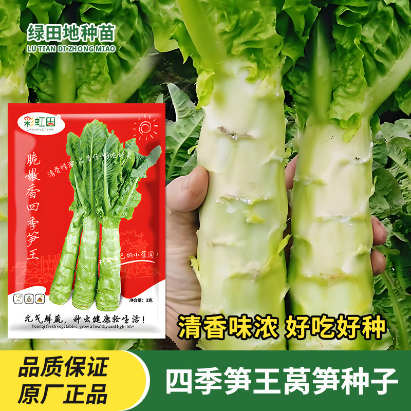 脆嫩香四季笋王种子莴笋